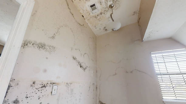 Best Mold Documentation for Insurance Claims  in Glencoe, FL
