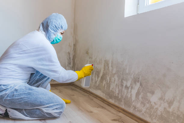 Best Mold Odor Removal Services  in Glencoe, FL