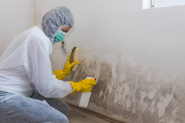 Trusted Glencoe, FL Mold Removal Experts