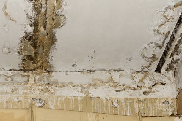Best Emergency Mold Remediation  in Glencoe, FL