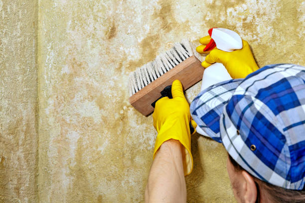 Best Black Mold Removal  in Glencoe, FL