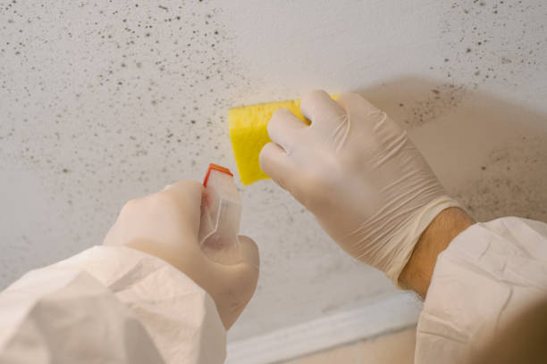 Best Mold Damage Restoration  in Glencoe, FL