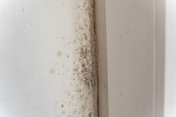 Best Basement Mold Removal  in Glencoe, FL
