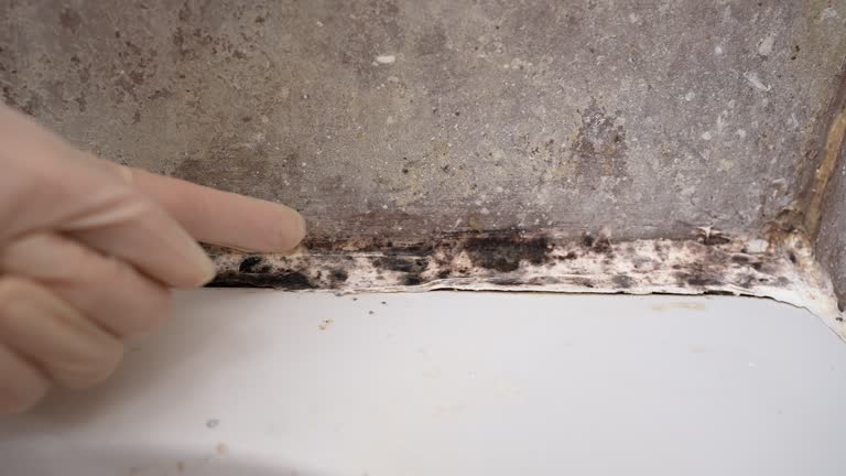 Best Comprehensive Air Testing for Mold Contaminants  in Glencoe, FL
