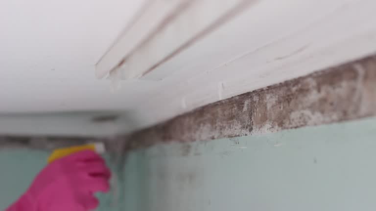 Best Mold Prevention Services  in Glencoe, FL